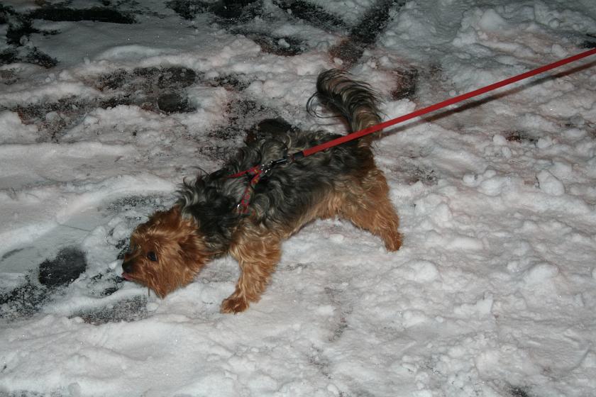 IMG_5282.JPG - . . . na drugim końcu smyczy - pies