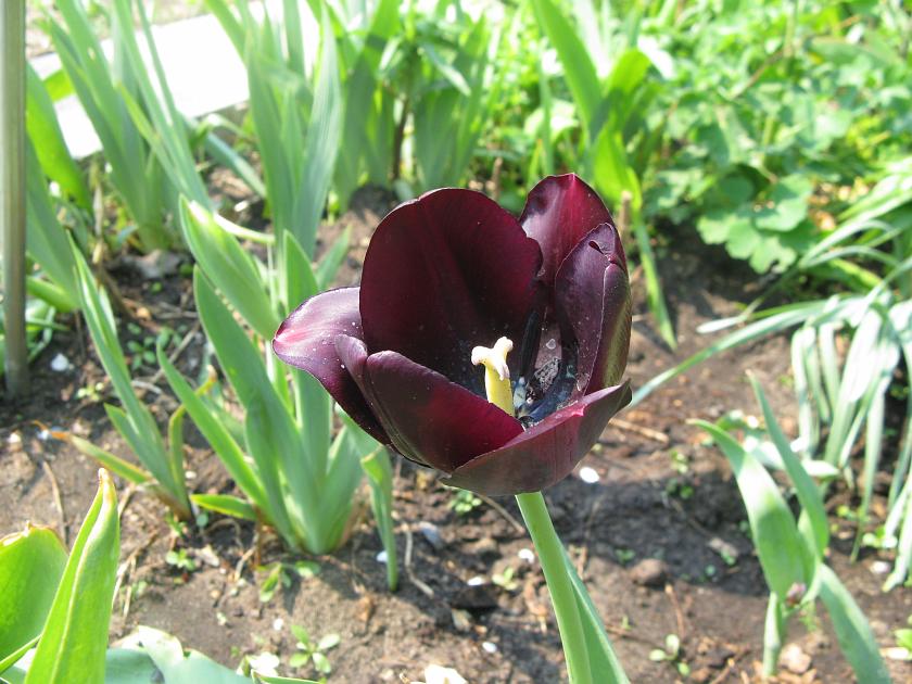 IMG_0987.JPG - Kwiatki u babci na działce