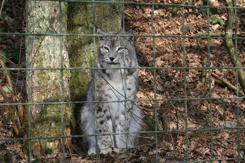 IMG_7894.JPG - Proszę państwa, oto Ryś