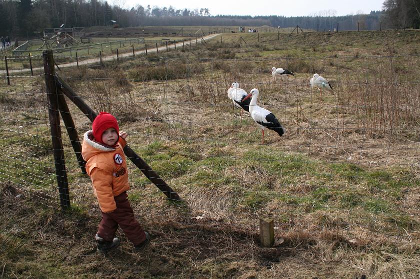 IMG_7942.JPG - Wojtek i bociany w Tierpark Rheinböllen