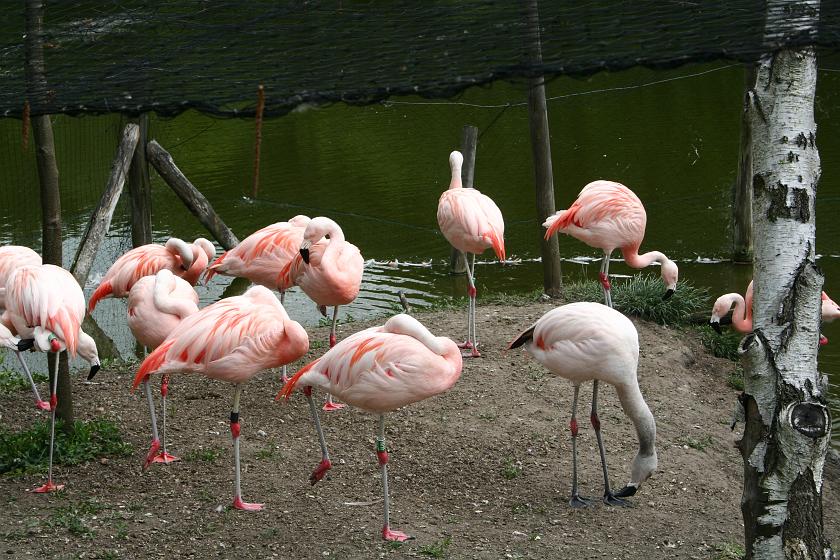 IMG_9968.JPG - Flamingi
