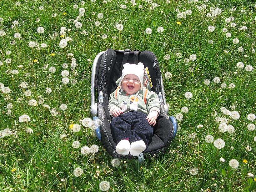 2008-05-17_2524.jpg - (2008-05-17) Dmuchawce