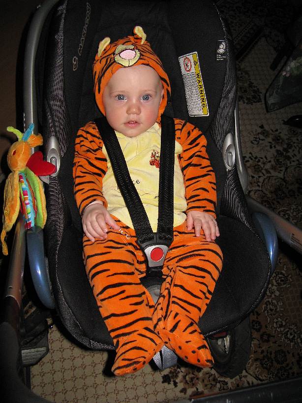 IMG_2378.jpg - Tygrys!